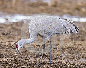 A beautiful sandhill crane feeding in a cornfield.