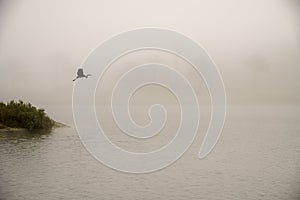 A beautiful Sandhill Crane flying in foggy environment at Saadiyat Island Abu Dhabi photo