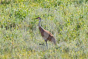 A beautiful Sandhill Crane. standing in tall green grass. Mackenzie river, Northwest territories & x28; NWT& x29; Canada.