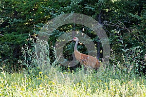 A beautiful Sandhill Crane . standing in tall green grass. Mackenzie river, Northwest territories & x28; NWT& x29; Canada.