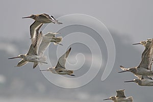 Beautiful sandpipers in flight