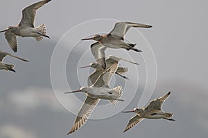 Beautiful sandpipers in flight
