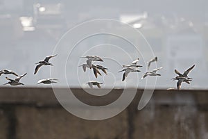 Beautiful sandpipers in flight