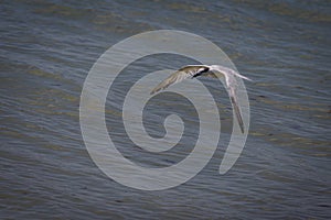 A sandwich tern in flight