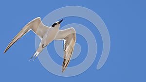 Beautiful Sandwich tern in flight