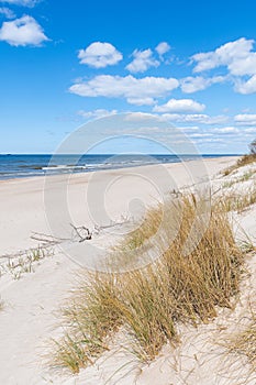 Beautiful sandy beach with dry and yellow grass, reeds, stalks blowing in the wind, blue sea with waves on the Baltic Sea