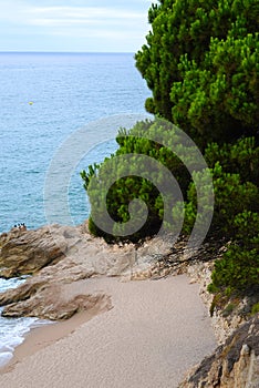 Beautiful sandy beach with a pine forest