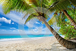 Beautiful sandy Caribbean beach with palm and a sailing boat in the turquoise sea