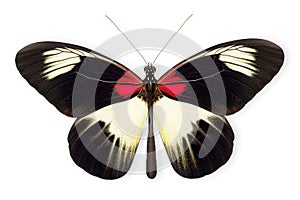 Beautiful Sapho Longwing butterfly isolated on a white background with clipping path