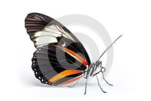 Beautiful Sapho Longwing butterfly isolated on a white background . Side view