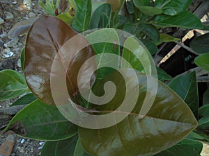 Sapling of baby banian plant photo