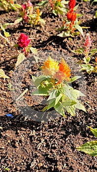 Beautiful saplings of Celosia argentea also known as plumed cockscomb or silver cocks comb or troublesome weed from nursery garden