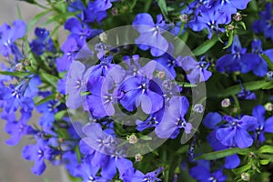 Blue Lobelia Bedding Plant photo
