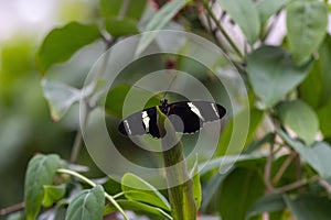 Beautiful Sara longwing butterfly is perched atop a lush green leaf