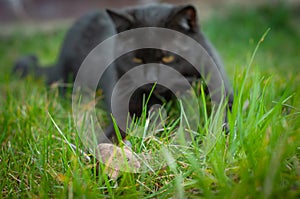 Beautiful saturated and vivid photo of a black cat and a field mouse in one frame. Friendship between predator and prey