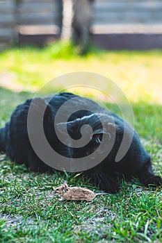 Beautiful saturated and vivid photo of a black cat and a field mouse in one frame. Friendship between predator and prey