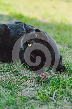 Beautiful saturated and vivid photo of a black cat and a field mouse in one frame. Friendship between predator and prey