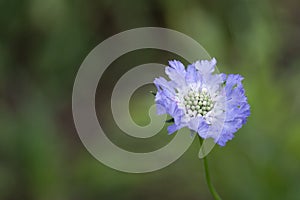 The beautiful Scabiosa Caucasica