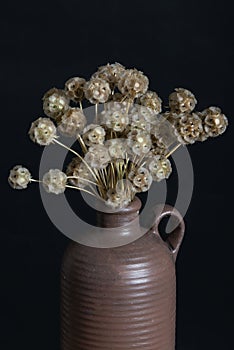 Beautiful Scabiosa seed pods, a bouquet in vintage vase.