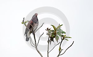 Scaled Pigeon (Patagioenas speciosa) photo