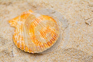 Beautiful scallops shell on the sand