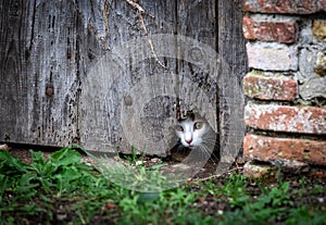 A scared cat hided behind a door