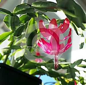 Beautiful scarlet blooming Christmas cactus