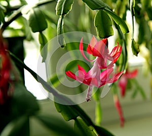 Beautiful scarlet blooming Christmas cactus