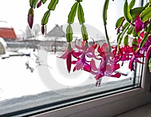 Beautiful scarlet blooming Christmas cactus on the windowsill
