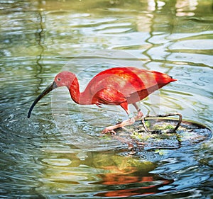 Beautiful Scarlet ibis (Eudocimus ruber) in water
