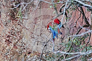 Beautiful scarlet macaw, Ara macao, a large parrot in Central and South America.