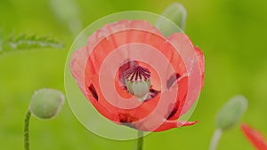 Beautiful scarlet oriental poppy in a garden. Very large red poppy. Papaveraceae. Close up.