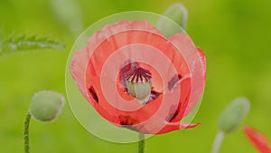 Beautiful scarlet oriental poppy in a garden. Very large red poppy. Papaveraceae. Close up.