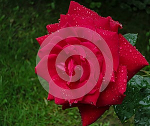 Beautiful scarlet rose Red Star with large and transparent raindrops on a blurred green garden background with bokeh.