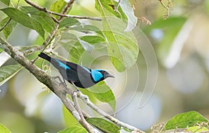 Beautiful Scarlet-thighed Dacnis (Dacnis venusta) male on a tree photo