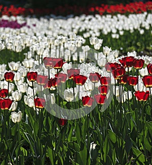Beautiful scarlet tulips on the background of blooming white and purple festival tulips