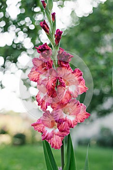 Beautiful scarlet and white gladioli in the garden