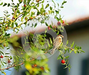 Beautiful sceen of autumn vibes. Autumn berries with bird.