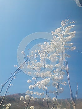 Beautiful scence of white  flower and sky and very pleasent weather its amazing photography of flower in spring