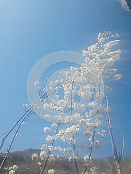 Beautiful scence of white  flower and sky and very pleasent weather its amazing photography of flower in spring photo