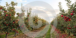 Apple Trees Orchard. Apple Trees in an Orchard, with Red Apples Ready for Harvest photo