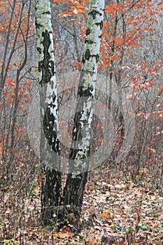 Beautiful scene in autumn birch forest in november