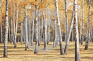 Beautiful scene with birches in autumn