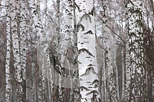 Beautiful scene with birches in autumn birch forest in november