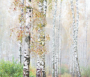 Beautiful scene with birches in in october among other birches in birch grove in fog
