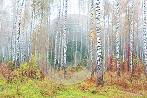 Beautiful scene with birches in in october among other birches in birch grove in fog