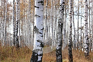 Beautiful scene with birches in yellow autumn