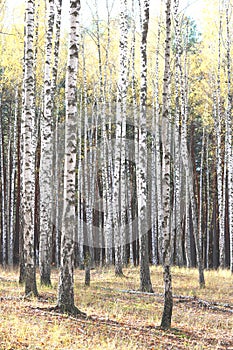 Beautiful scene with birches in yellow autumn birch forest