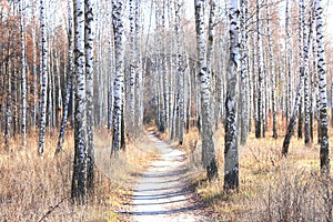 Beautiful scene with birches in yellow autumn birch forest