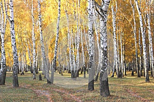 Beautiful scene with birches in yellow autumn birch forest